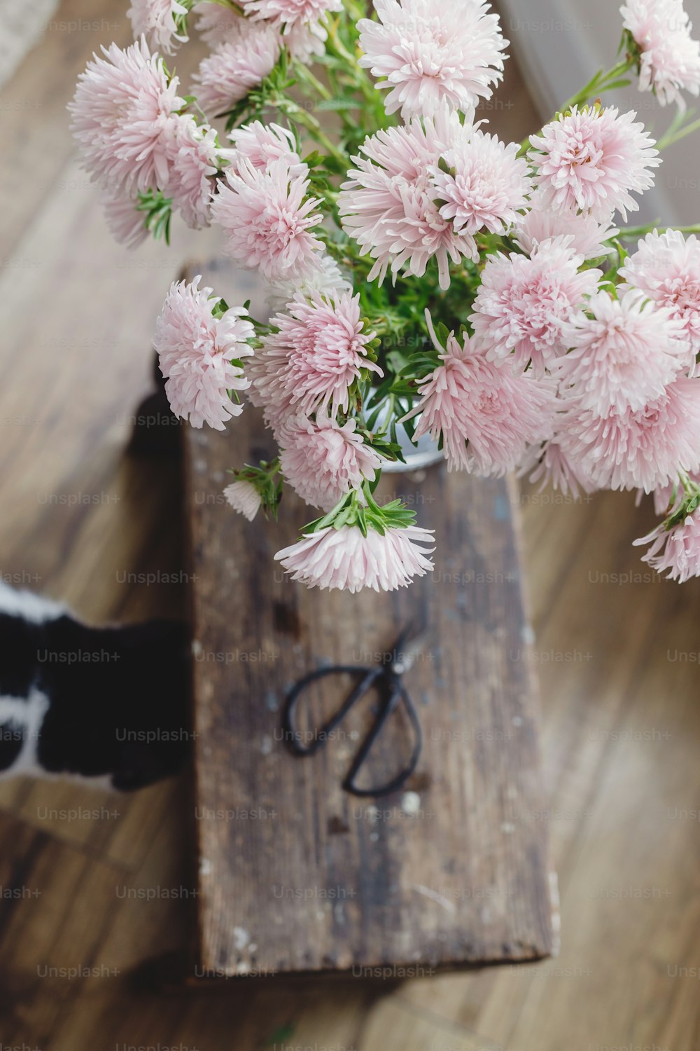 Bellissimi fiori autunnali, forbici e simpatici gatti su sfondo rustico in legno. Vista dall'alto. Fiori di astri rosa e animale domestico, decorazione per le vacanze autunnali in casa di campagna. Autunno accogliente