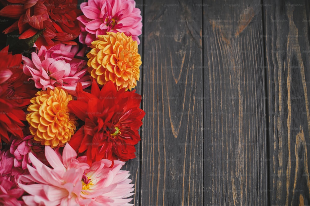 I fiori autunnali bordano su sfondo rustico in legno con spazio per il testo. Modello di biglietto d'auguri per le stagioni. Bellissimi fiori freschi di dalie rosse, rosa e arancioni su tavolo scuro. Autunno in campagna