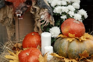 Scary bat vampire, pumpkins, candle, autumn flowers, leaves in city street, festive holiday decor. Halloween spooky decoration outdoor. Happy halloween. Autumn market in town