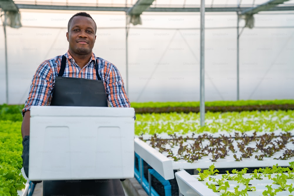 Retrato del propietario de un huerto de un hombre africano sosteniendo una caja de entrega de verduras hidropónicas orgánicas frescas en una plantación de invernadero. Concepto de publicidad de la entrega de alimentos de la pequeña empresa, del restaurante y del supermercado