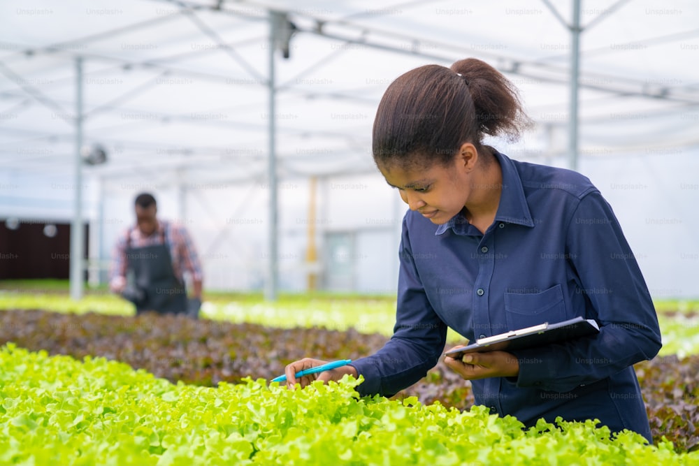 Afrikanische Bäuerin, die in einer hydroponischen Bio-Gemüsefarm arbeitet. Weibliche hydroponische Salatgartenbesitzerin, die die Qualität des Gemüses in der Gewächshausplantage für die Ernte überprüft. Lebensmittelproduktion Industriekonzept.