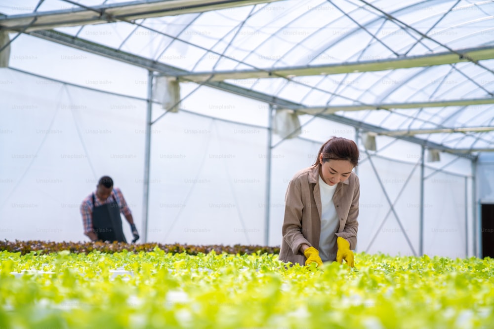 Agricultrice asiatique travaillant dans une ferme hydroponique de légumes biologiques. Propriétaire d’un jardin de salades hydroponiques vérifiant la qualité des légumes dans la plantation en serre pour la récolte. Concept de l’industrie de l’industrie de la production alimentaire.