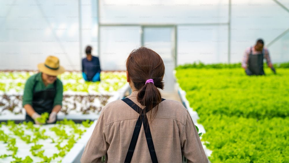 Agricultrice asiatique travaillant dans une ferme hydroponique de légumes biologiques. Femme propriétaire d’un jardin de salade hydroponique portant des légumes dans un panier marchant dans une plantation en serre. Concept de petite entreprise de production alimentaire