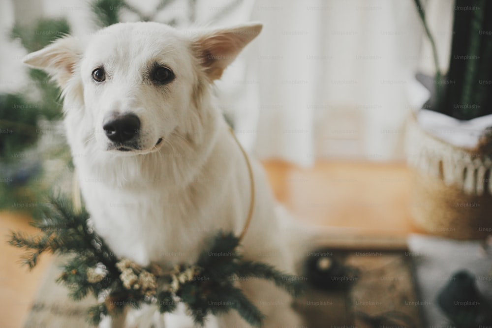 Entzückender weißer Hund im modernen Weihnachtskranzporträt. Süßer weißer Schweizer Schäferhund, der stilvollen Weihnachtskranz trägt und im modernen skandinavischen Raum sitzt. Frohe Weihnachten! Stimmungsvolles Bild