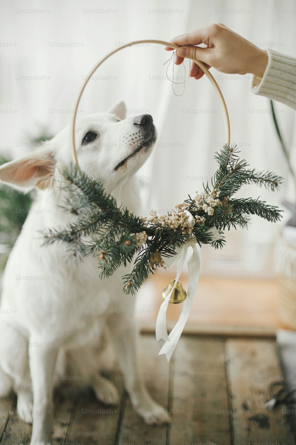 愛らしい白い犬に現代のクリスマスリースを置く女性の手。モダンなスカンジナビアの部屋に座っているスタイリッシュなクリスマスリースで面白い感情を持つかわいい白いスイスの羊飼い。メリークリスマス！