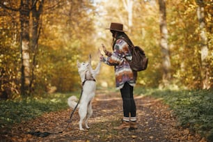 Stylish woman in hat with backpack training cute dog in sunny autumn woods. Young female hipster giving five to swiss shepherd white dog. Travel and hiking with pet. Teamwork