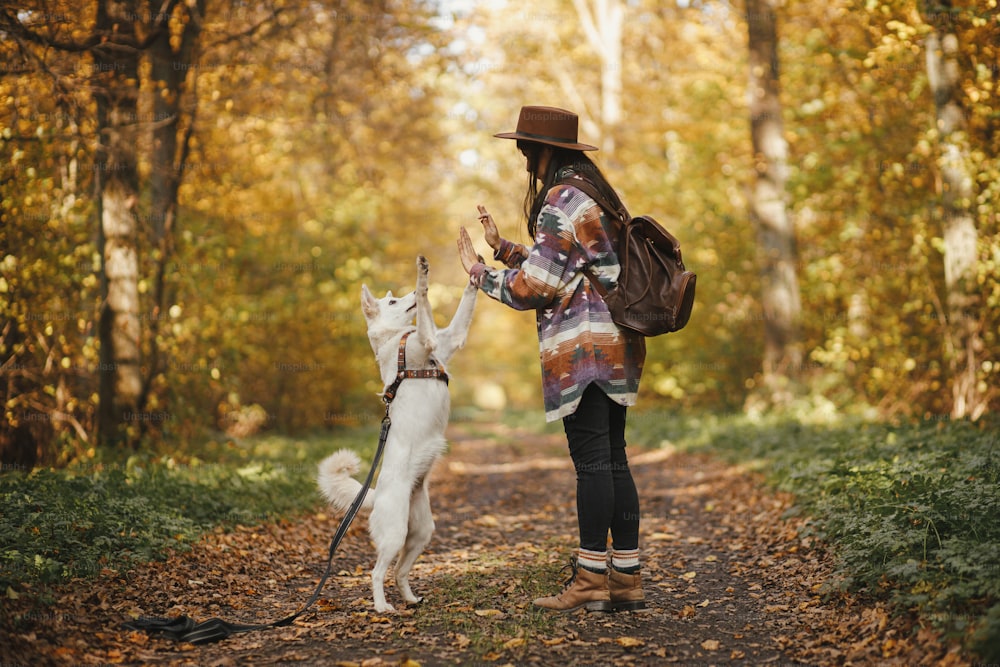 Mulher elegante no chapéu com mochila de treinamento do cão bonito em madeiras ensolaradas do outono. Jovem hipster fêmea dando cinco para o pastor suíço cão branco. Viagens e caminhadas com animal de estimação. Equipe