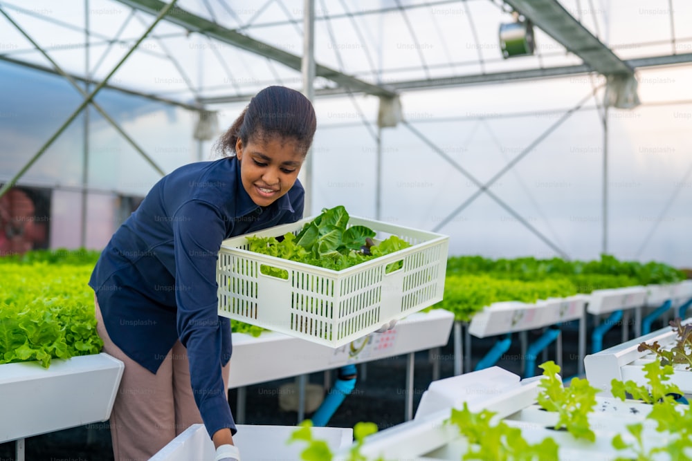 African woman farmer working in organic vegetables hydroponic farm. Female hydroponic salad garden owner taking customer order and packing fresh vegetable in delivery box in greenhouse plantation. 
 Small business food production concept.
