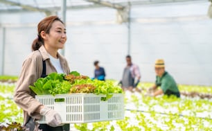 有機野菜の水耕栽培農場で働くアジアの女性農家。温室プランテーションを歩くバスケットで野菜を運ぶ女性の水耕サラダ園の所有者。食品生産スモールビジネスのコンセプト