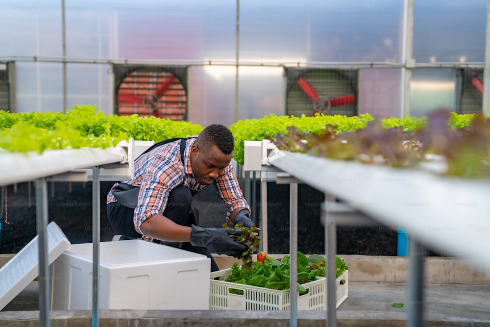 Afrikanischer Mann-Landwirt, der in Bio-Gemüse-Hydrokultur-Farm arbeitet. Männlicher hydroponischer Salatgartenbesitzer, der Kundenauftrag entgegennimmt und frisches Gemüse in Lieferbox in der Gewächshausplantage verpackt. 
 Konzept für die Lebensmittelproduktion in kleinen Unternehmen.