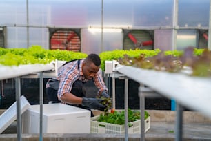 African man farmer working in organic vegetables hydroponic farm. Male hydroponic salad garden owner taking customer order and packing fresh vegetable in delivery box in greenhouse plantation. 
 Small business food production concept.