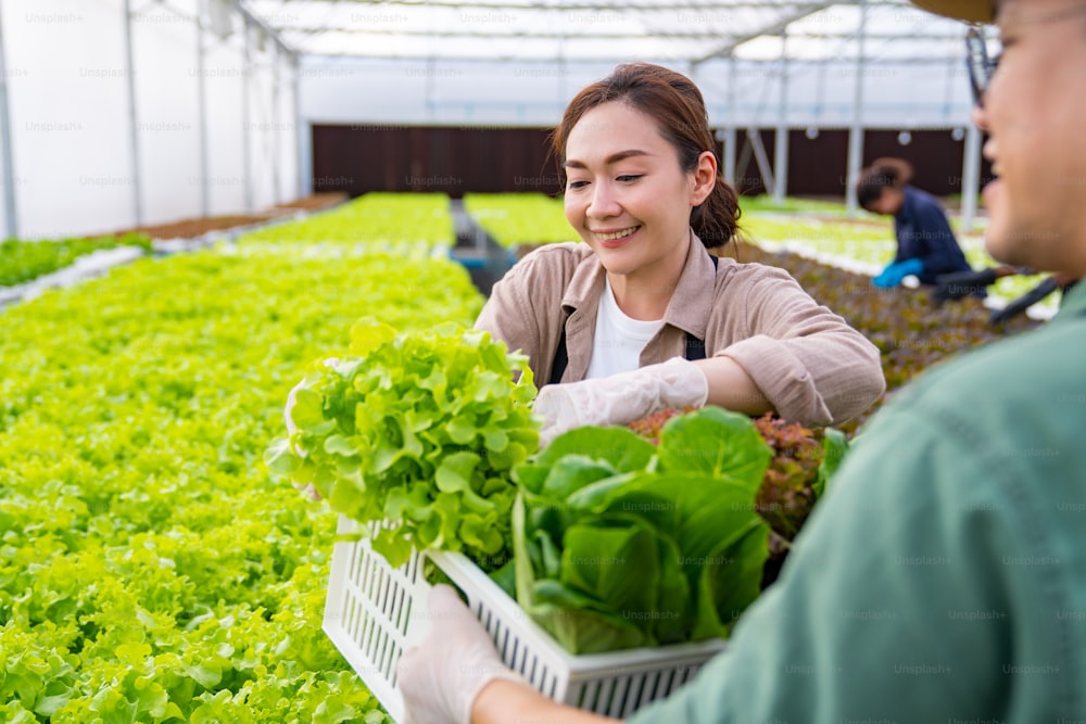 Asian couple farmer working in organic vegetables hydroponic farm. Male and female salad garden owner harvesting fresh vegetable together in greenhouse plantation. Small business food production concept.