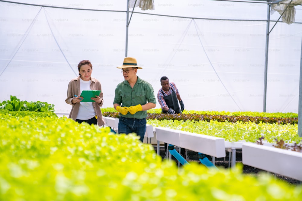 유기농 채소 수경 농장에서 일하는 아시아 부부 농부. 남자와 여자 수경 샐러드 정원 주인은 온실 농장에서 야채의 품질을 확인합니다. 식품 생산 중소기업 개념입니다.