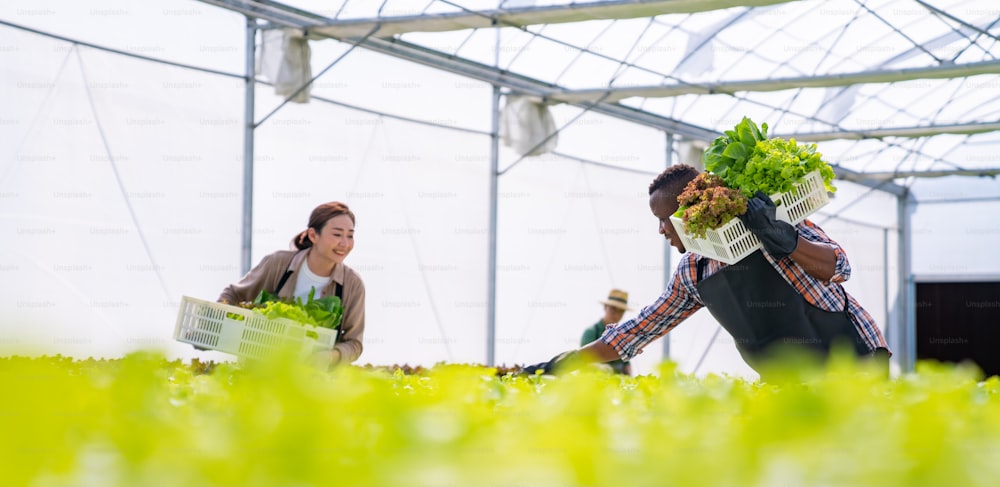 Agriculteur et agricultrice travaillant ensemble dans une ferme hydroponique de légumes biologiques. Ouvrier et ouvrière du jardin de salades tenant un panier de légumes marchant dans une plantation de serre. Concept de petite entreprise de production alimentaire.