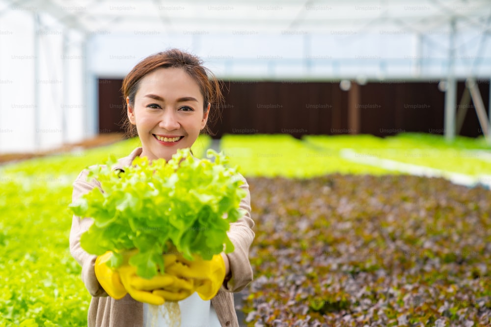 水耕栽培の温室プランテーションで新鮮な有機サラダ野菜を保持している笑顔のアジアの女性農夫の肖像画。食品生産の中小企業、レストラン、スーパーマーケットの広告コンセプト。