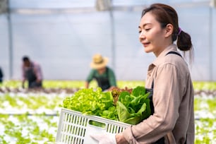 有機野菜の水耕栽培農場で働くアジアの女性農家。温室プランテーションを歩くバスケットで野菜を運ぶ女性の水耕サラダ園の所有者。食品生産スモールビジネスのコンセプト
