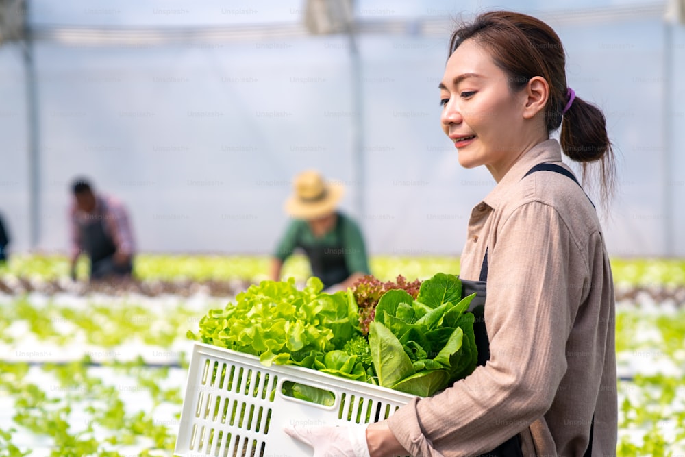 Asian woman farmer working in organic vegetables hydroponic farm. Female hydroponic salad garden owner carrying vegetable in basket walking in greenhouse plantation. Food production small business concept