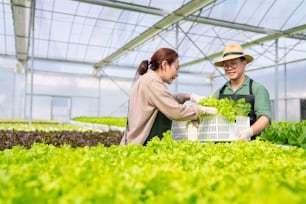 Asian couple farmer working in organic vegetables hydroponic farm. Male and female salad garden owner harvesting fresh vegetable together in greenhouse plantation. Small business food production concept.