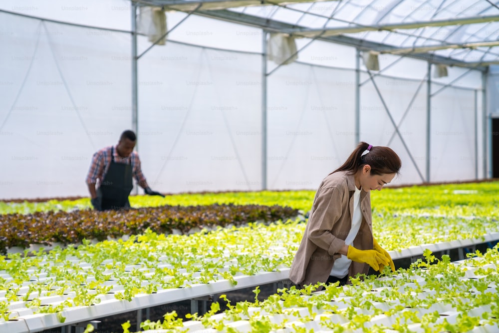 Asian woman farmer working in organic vegetables hydroponic farm. Female hydroponic salad garden owner checking quality of vegetable in greenhouse plantation for harvesting. Food production business industry concept.