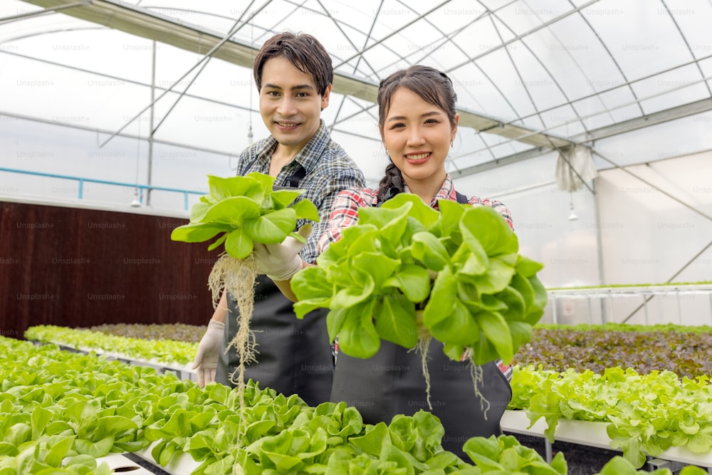 In a greenhouse garden nursery farm, a young asian couple farmer harvests fresh green oak lettuce salad, an organic hydroponic crop.