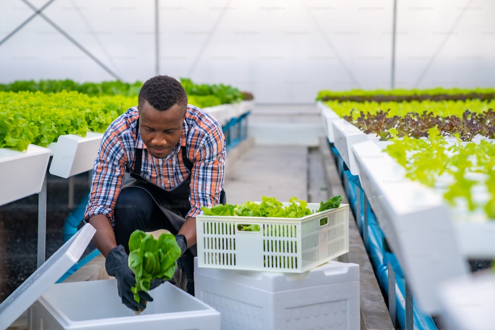 African man farmer working in organic vegetables hydroponic farm. Male hydroponic salad garden owner taking customer order and packing fresh vegetable in delivery box in greenhouse plantation. 
 Small business food production concept.