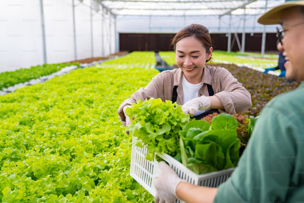 Asian couple farmer working in organic vegetables hydroponic farm. Male and female salad garden owner harvesting fresh vegetable together in greenhouse plantation. Small business food production concept.