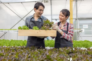 온실 정원 종묘장에서 젊은 아시아 부부 농부가 유기농 수경 작물인 신선한 녹색 참나무 양상추 샐러드를 수확합니다.