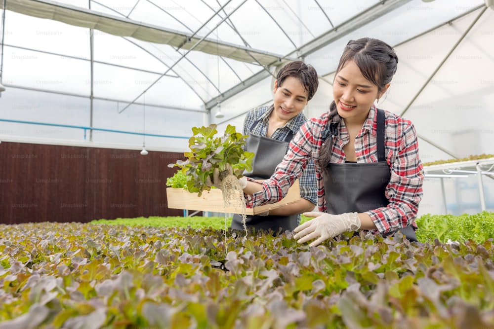 In einer Gewächshausgärtnerei erntet ein junges asiatisches Paar frischen grünen Eichensalat, eine hydroponische Bio-Kulturpflanze.
