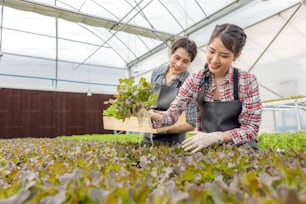 온실 정원 종묘장에서 젊은 아시아 부부 농부가 유기농 수경 작물인 신선한 녹색 참나무 양상추 샐러드를 수확합니다.