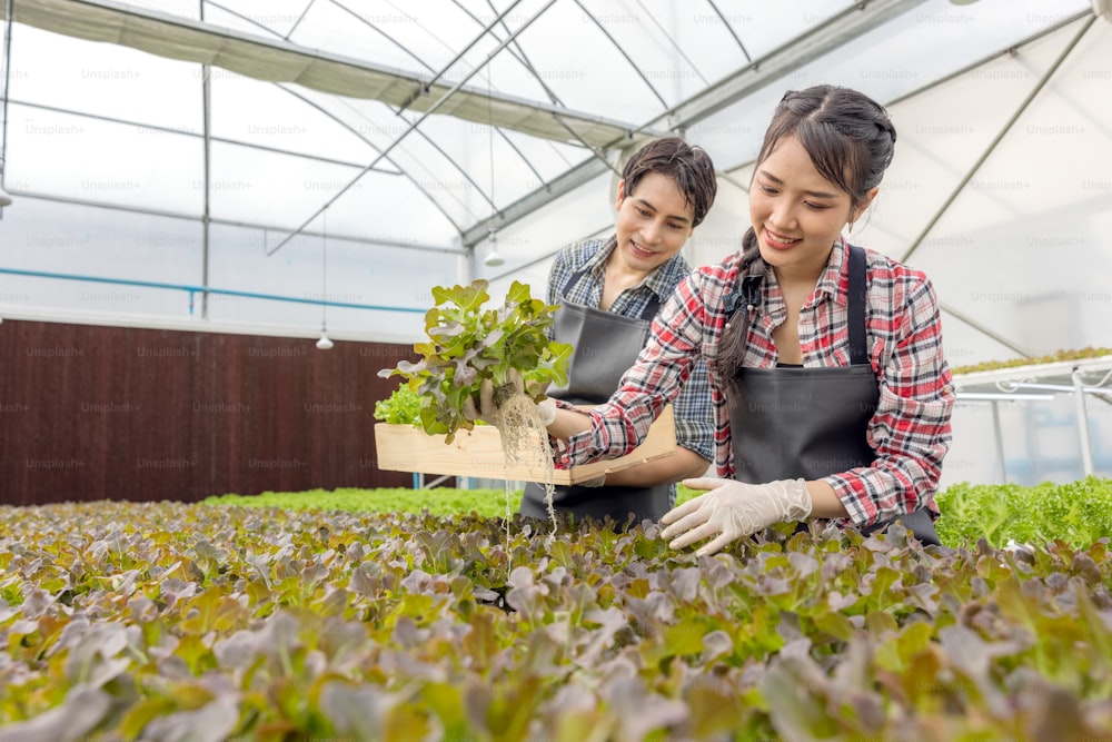 In a greenhouse garden nursery farm, a young asian couple farmer harvests fresh green oak lettuce salad, an organic hydroponic crop.