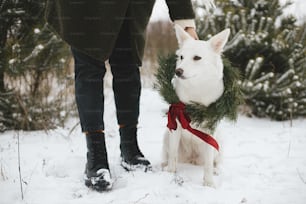 Merry Christmas! Cute dog in christmas wreath and owner in snowy winter park. Adorable white Swiss Shepherd dog in xmas wreath with red bow sitting at stylish woman legs. Winter holidays