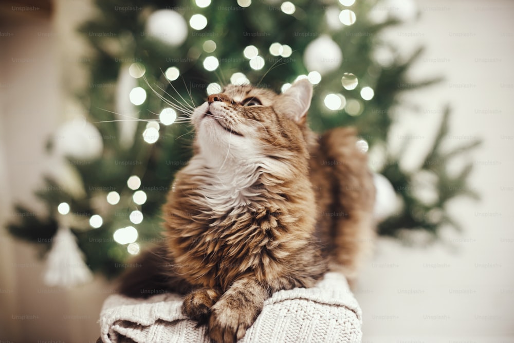 크리스마스 트리 조명을 배경으로 니트 스웨터를 입고 쉬는 호기심 많은 표정을 가진 사랑스러운 얼룩무늬 고양이. 축제 스칸디나비아 방에 앉아 있는 귀여운 메인 쿤. 애완 동물과 아늑한 겨울 휴가
