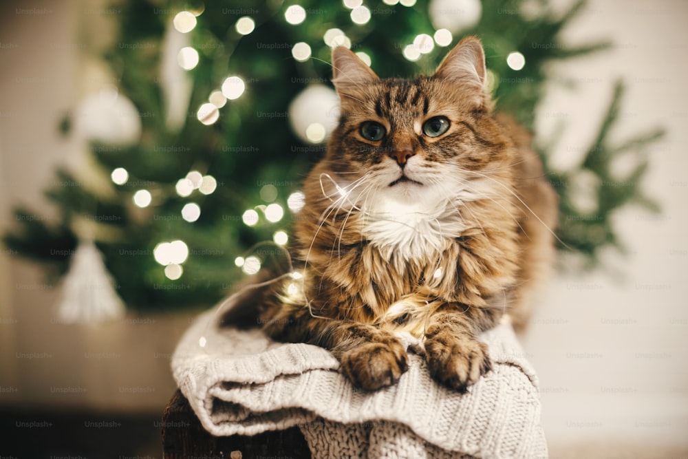 Adorabile gatto soriano con luci di natale seduto su un maglione accogliente sullo sfondo dell'albero di natale. Carino maine coon che si rilassa in una festosa stanza scandinava. Animali domestici e vacanze invernali. Buon Natale