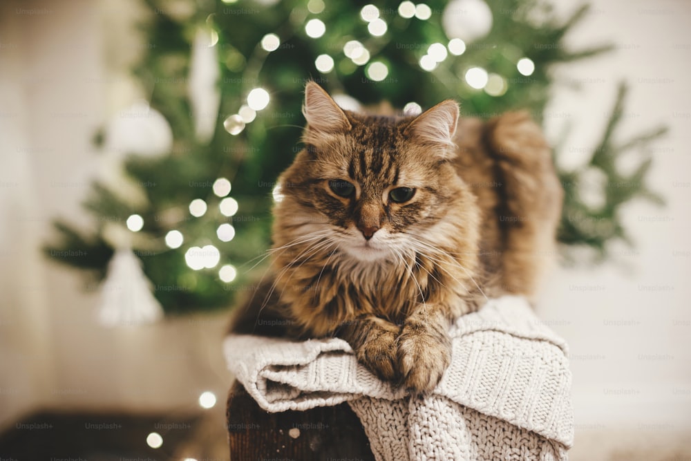 크리스마스 트리 조명을 배경으로 니트 스웨터에 앉아 있는 사랑스러운 얼룩무늬 고양이. 축제 장식된 스칸디나비아 객실에서 휴식을 취하는 귀여운 메인 쿤. 애완 동물 및 겨울 휴가. 아늑한 겨울 시간