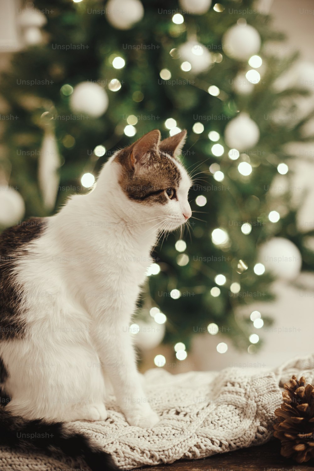 Adorabile gatto seduto su un accogliente maglione lavorato a maglia con pigna sullo sfondo delle luci dell'albero di Natale. Gattino carino con sguardo curioso in una stanza scandinava decorata a festa. Animali domestici e vacanze invernali