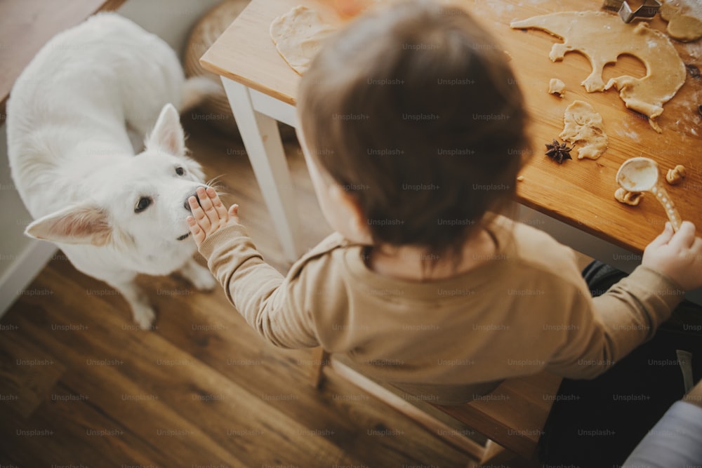 최고의 친구. 귀여운 어린 소녀가 나무 테이블에 크리스마스 진저브레드 쿠키를 배경으로 사랑스러운 흰색 개를 애무하고 있다. 스위스 양치기 강아지와 유아 소녀. 행복한 가족 시간