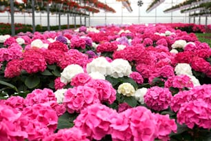 Close up of beautiful pink, white and violet hydrangeas in large glass modern greenhouse. Concept of preparation for sale trendy incredible flowers in hothouse.