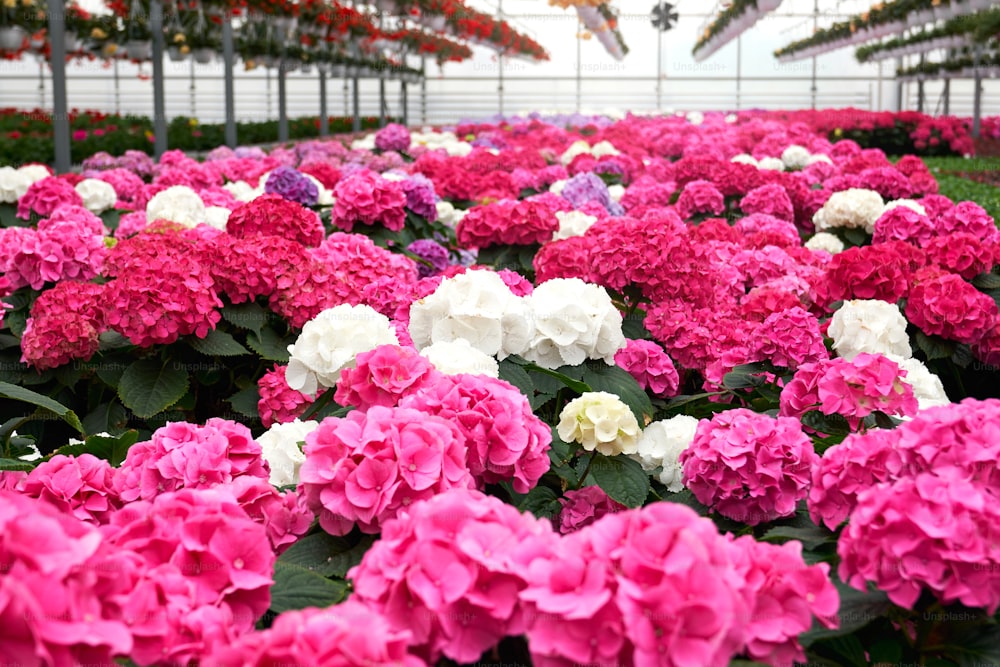 큰 유리 현대 온실에서 아름다운 분홍색, 흰색 및 보라색 수국을 닫습니다. 온실에서 유행하는 놀라운 꽃을 판매 준비의 개념.