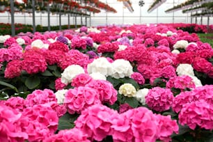 Primer plano de hermosas hortensias rosas, blancas y violetas en un invernadero moderno de vidrio grande. Concepto de preparación para la venta de flores increíbles de moda en invernadero.