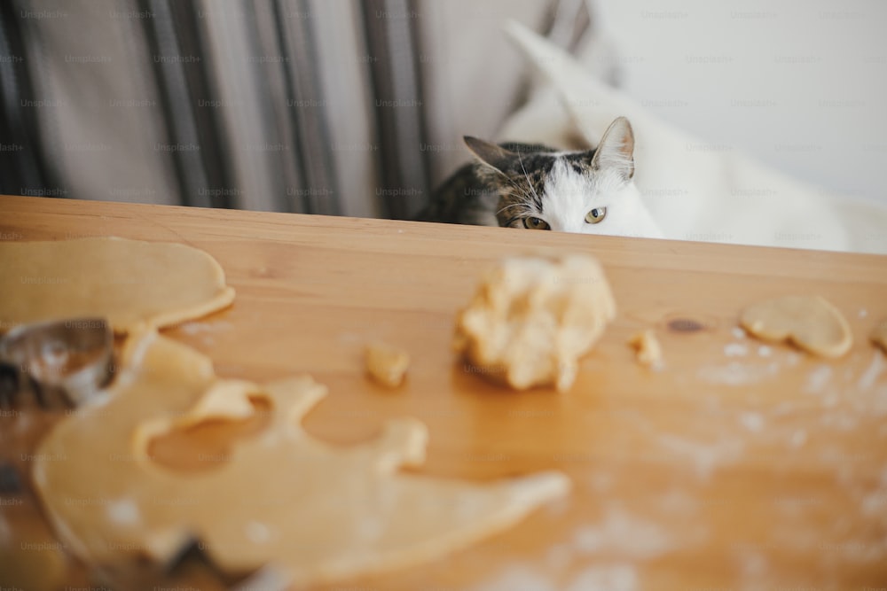 현대적인 방에서 나무 테이블에 진저 브레드 쿠키 반죽을 보고 있는 귀여운 새끼 고양이. 재미있는 호기심 많은 고양이는 크리스마스 쿠키를 만드는 데 도움이됩니다. 정통 재미있는 순간. 애완 동물 및 휴일 준비