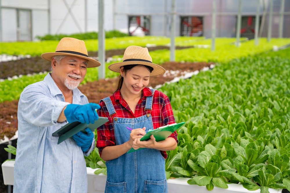 Young Asian woman and senior man farmer working together in organic hydroponic salad vegetable farm. Modern vegetable garden owner using digital tablet inspect quality of lettuce in greenhouse garden