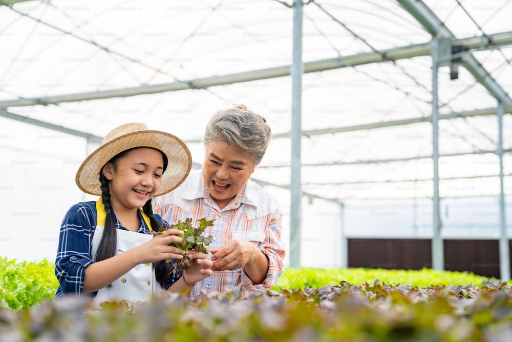 温室の庭で有機レタスを育てている孫の女の子を教えるアジアの年配の女性農家。水耕栽培の野菜農場で働く祖母を手伝う小さな女の子。教育と健康食品のコンセプト