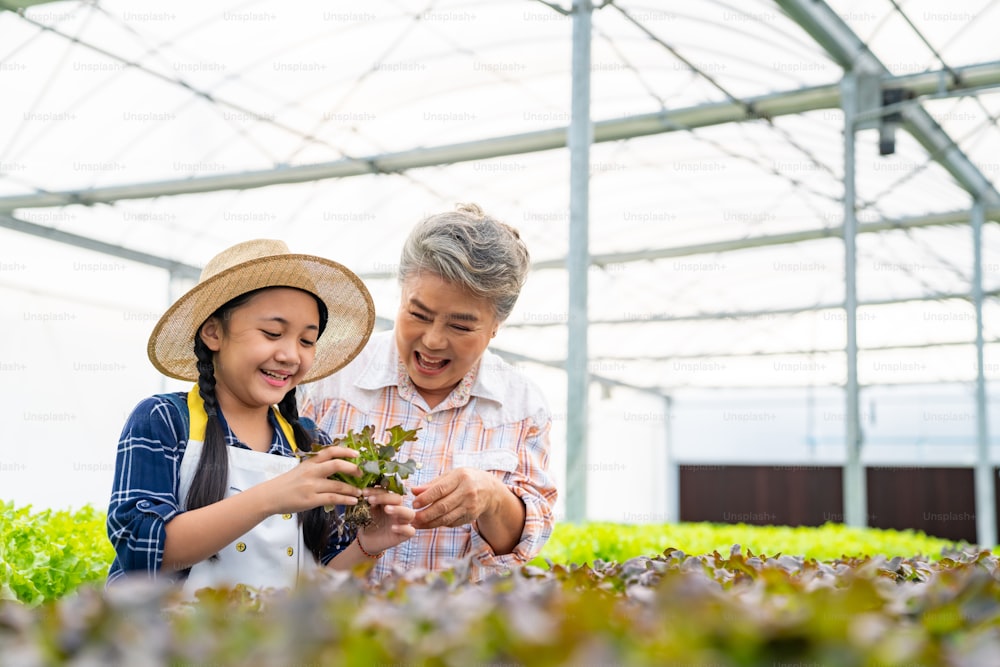 Asian senior woman farmer teaching grandchild girl growing organic lettuce in greenhouse garden. Little girl helping grandmother working in hydroponics vegetable farm. Education and healthy food concept