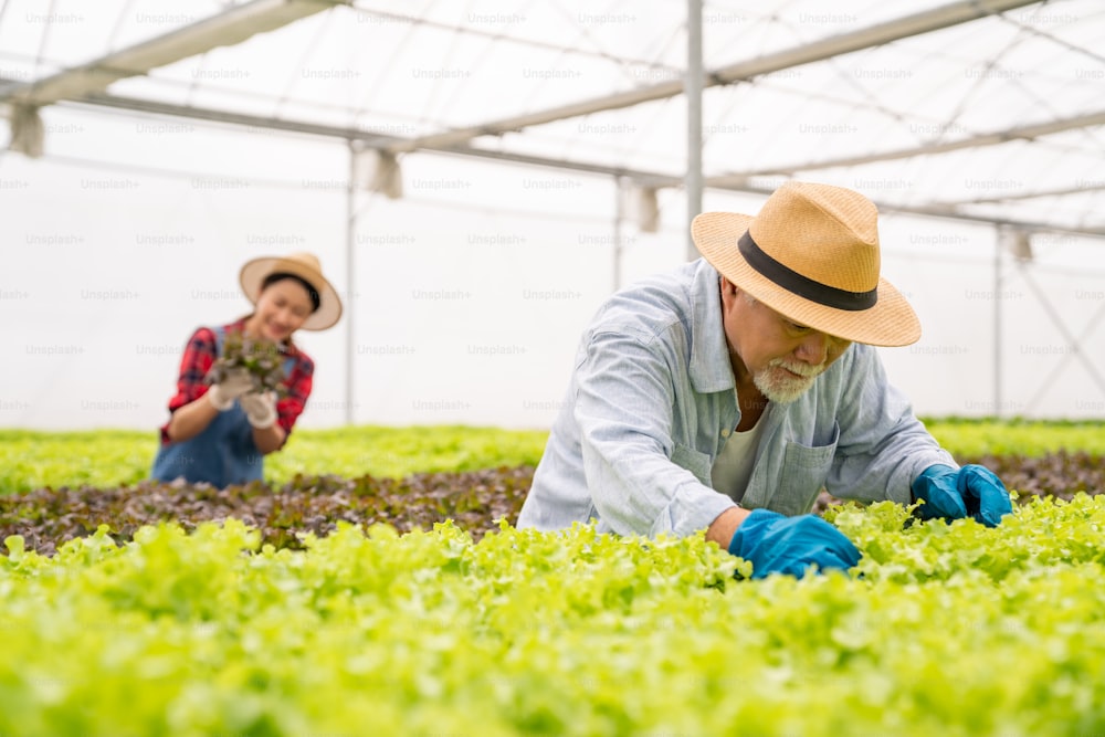 Junge asiatische Frau und älterer Landwirt arbeiten zusammen in Bio-Hydrokultur-Salat-Gemüsefarm. Gemüsegartenbesitzer überprüfen die Qualität des Salats im Gewächshausgarten. Geschäftskonzept für die Lebensmittelproduktion.
