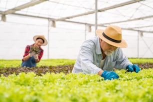 Young Asian woman and senior man farmer working together in organic hydroponic salad vegetable farm. Vegetable garden owner inspect quality of lettuce in greenhouse garden. Food production business concept.