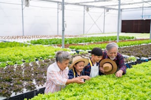 Feliz agricultor familiar asiático que trabaja en conjunto en una granja de hortalizas con sistema hidropónico. Abuelos enseñando a un pequeño nieto niño y niña cultivando y cuidando verduras de lechuga orgánica en un jardín de invernadero.