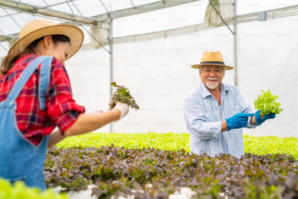 Junge asiatische Frau und älterer Landwirt arbeiten zusammen in Bio-Hydrokultur-Salat-Gemüsefarm. Gemüsegartenbesitzer überprüfen die Qualität des Salats im Gewächshausgarten. Geschäftskonzept für die Lebensmittelproduktion.