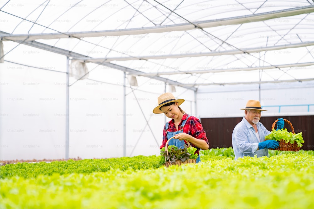 Young Asian woman and senior man farmer working together in organic hydroponic salad vegetable farm. Vegetable garden owner inspect quality of lettuce in greenhouse garden. Food production business concept.