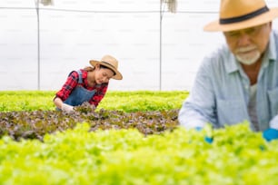 Young Asian woman and senior man farmer working together in organic hydroponic salad vegetable farm. Vegetable garden owner inspect quality of lettuce in greenhouse garden. Food production business concept.