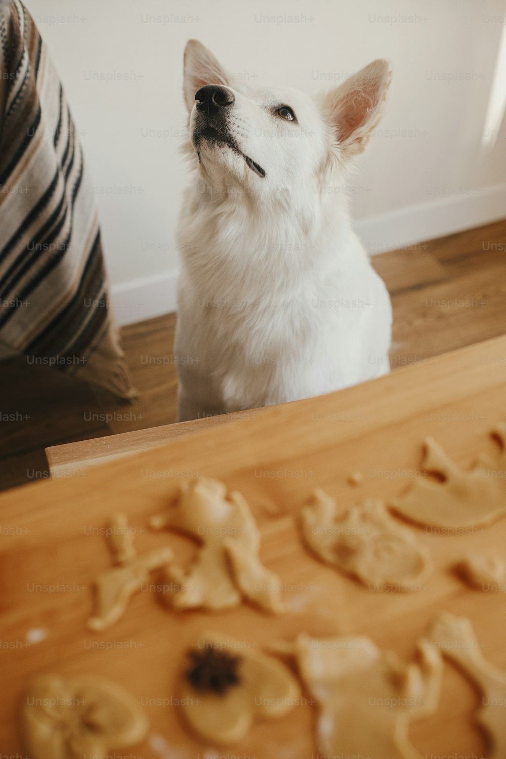 Lindo perro blanco sentado en la masa de galletas de jengibre en una mesa de madera en una habitación moderna. Divertido y curioso perro pastor suizo y galletas navideñas. Momento auténtico. Preparación para mascotas y vacaciones